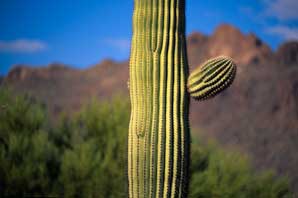 Sequoia Cactus, Arizona-James O'Mara