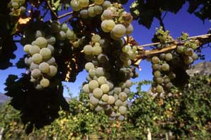 White Grapes-BC Wine Country-James O'Mara