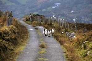 Sheep in the field, Ireland-Ireland-James O'Mara