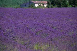 Lavander Field-Provence-James O'Mara
