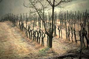 Winter Wines, Tuscany-James O'Mara