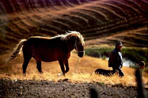 Horse le Crete, Tuscany-James O'Mara